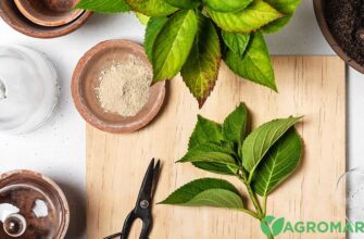 Формування гортензії з живця: покрокова інструкція та корисні поради