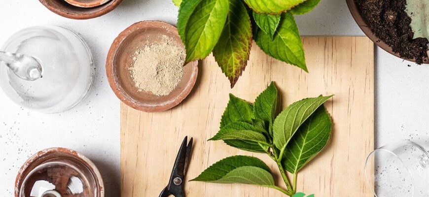 Формування гортензії з живця: покрокова інструкція та корисні поради