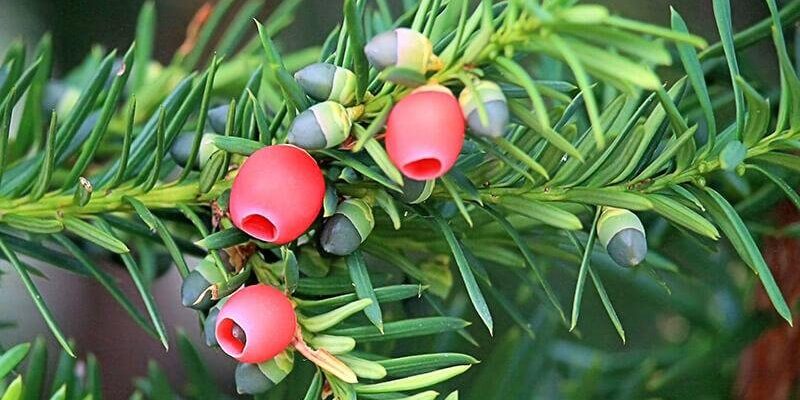 Чи можна вживати в їжу ягоди тиса ягідного: корисні властивості та ризики