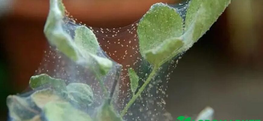 Який зовнішній вигляд павутинного кліща на трояндах: детальний огляд