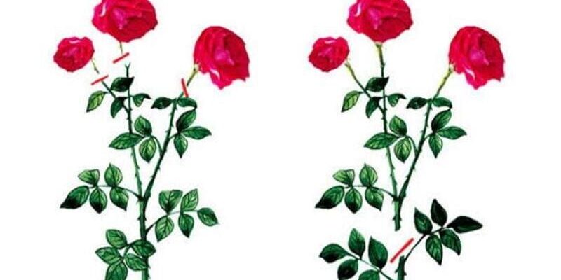 Обривати бутони у троянд: необхідність та поради для садівників