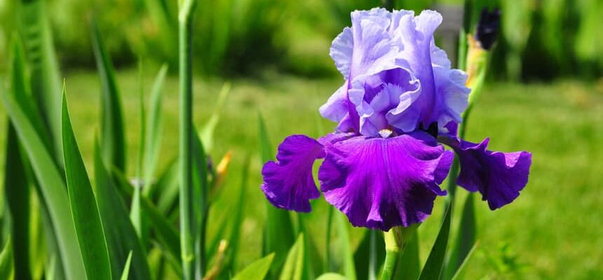 Як підживити іриси навесні: поради для здорового зростання рослин