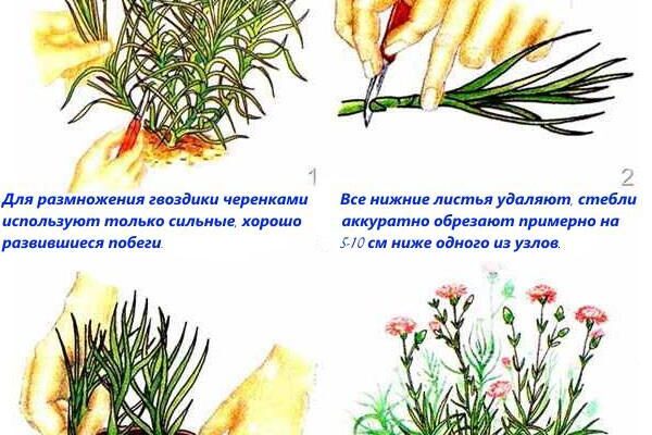 Як правильно обрізати гвоздику в горщику для пишного цвітіння