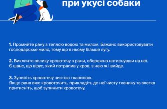 Перша допомога при укусах собак: поради та важливі кроки