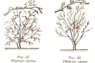 Як правильно обрізати сливу та вишню: поради та часові рамки