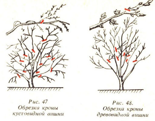 Як правильно обрізати сливу та вишню: поради та часові рамки