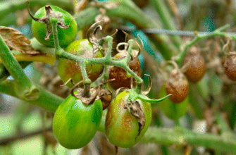 Коли правильно обробляти помідори бордоською сумішшю для врожаю