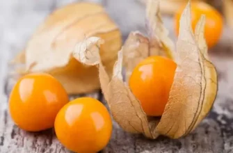 Чи можна їсти фізаліс: користь, поради та застереження для споживання