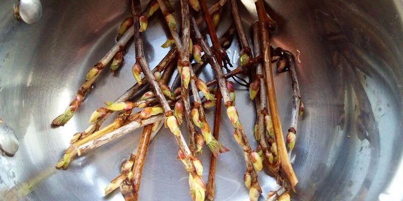 Чи можна заварювати гілки малини: користь, ризики та поради знавців