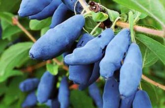 Як дізнатися, що жимолость повністю дозріла: поради та ознаки