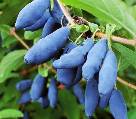 Як дізнатися, що жимолость повністю дозріла: поради та ознаки