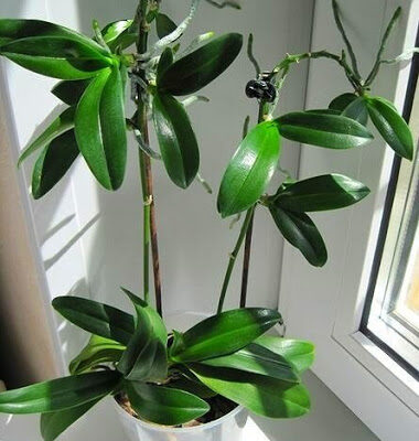 Що робити з паростком орхідеї: практичні поради догляду і пересадки