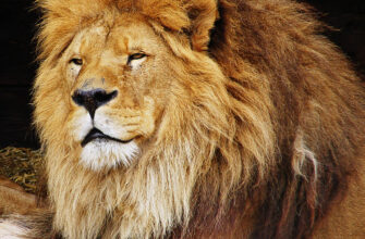 Хто є головним ворогом лева: розкриваємо всі небезпеки хижака