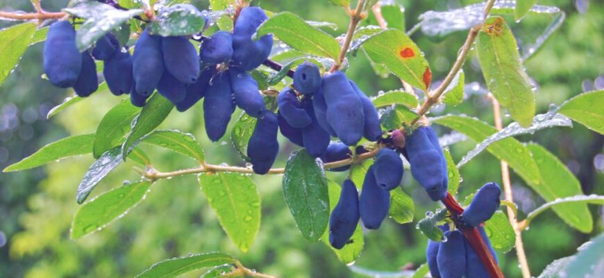 Скільки років приносить плоди кущ жимолості: терміни й особливості догляду