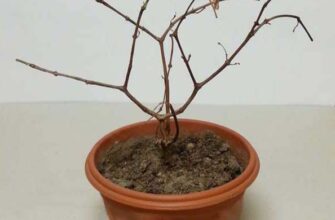 Причини в’янення листя у фуксії: як запобігти і що робити?