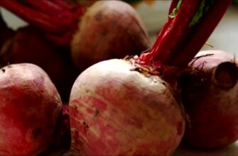 Як правильно заморожувати буряк: найкращі методи та секрети зберігання