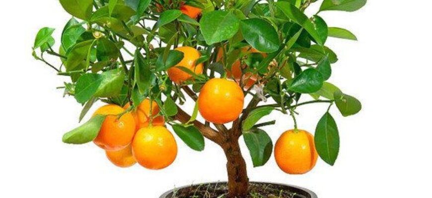 Як правильно пересадити цитрусові: покроковий гід для ідеального результату