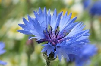 Місця, де зустрічається волошка: популярні та несподівані локації