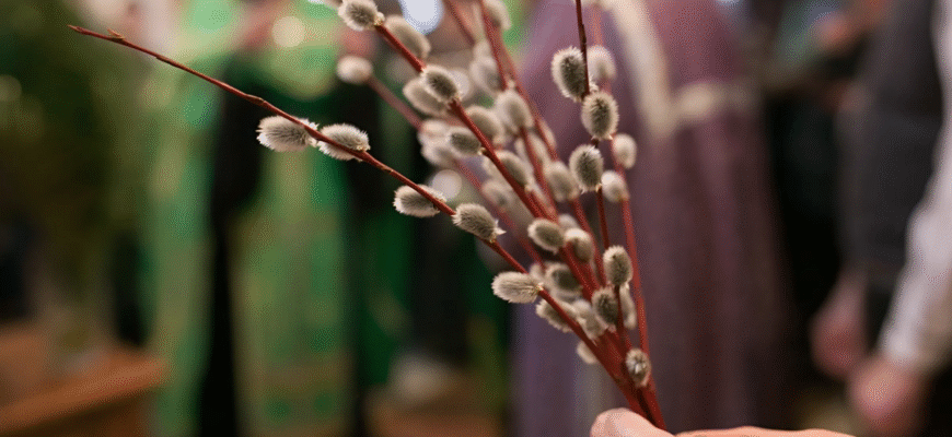 Чи можна викидати гілочки верби: розвінчуємо міфи та традиції