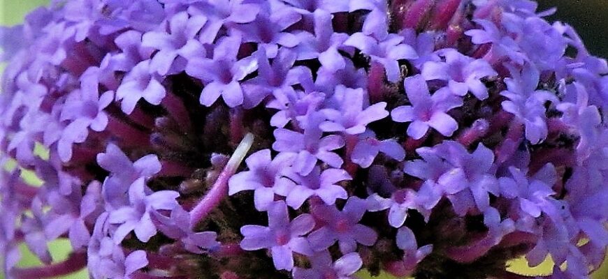 Запах вербени: на що схожий цей аромат у природі та парфумах?