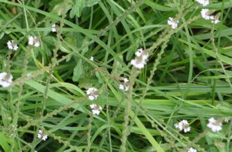 Значення квітки вербени: Символіка та культурне значення рослини