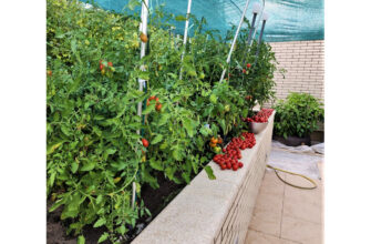 Оптимальна сітка для огірків: Вибір найкращого варіанту для врожаю