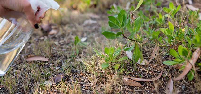 Як ефективно позбутися бур’янів: використання оцтової кислоти в саду