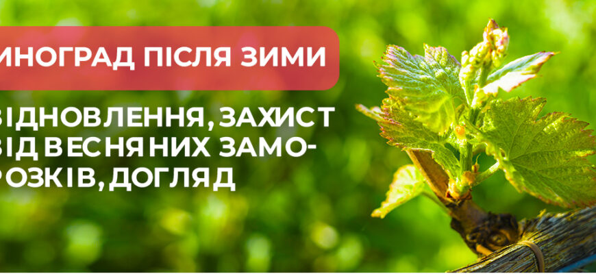Відновлення винограду після заморозків: реальні методи та поради