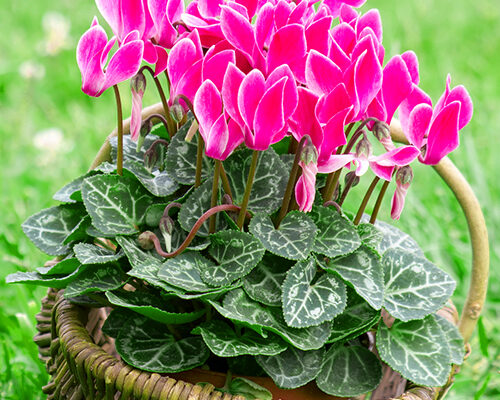 Коли найкраще висаджувати цикламени для пишного цвітіння?