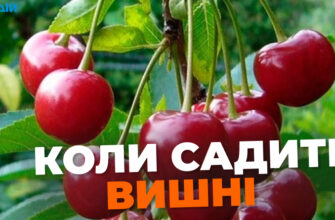 Чи варто садити вишню в травні: поради для садівників-початківців