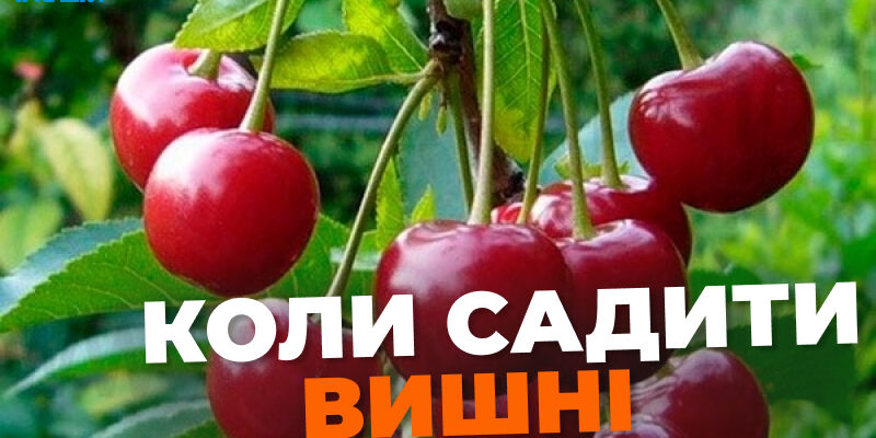 Чи варто садити вишню в травні: поради для садівників-початківців