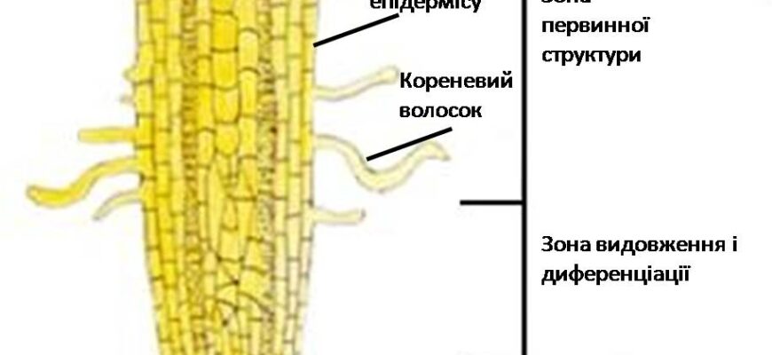 Де зустріти дихальне коріння: місця зростання унікальних рослин