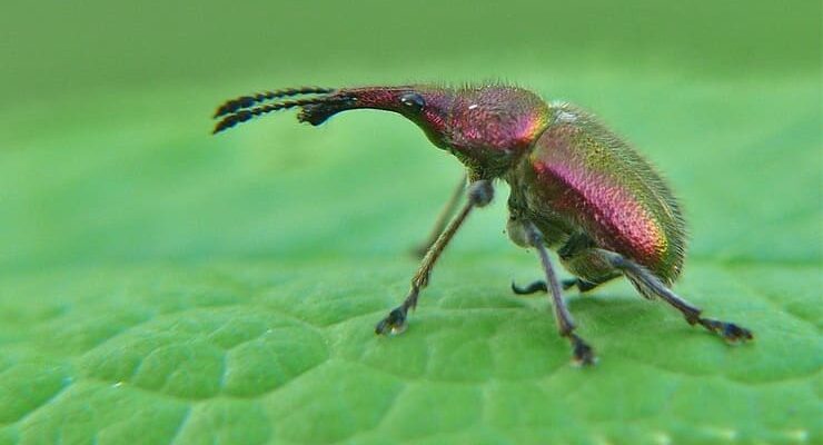 Ефективні способи боротьби з довгоносиком на вашій вишні