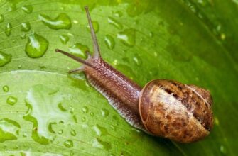 Які шкідники їдять перець: ефективні методи захисту від паразитів