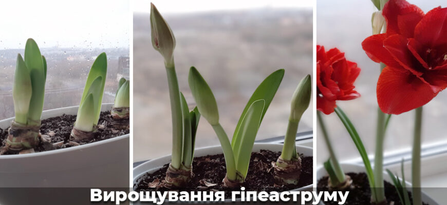 Як ретельно підготувати гіпеаструм для успішного зимового зберігання