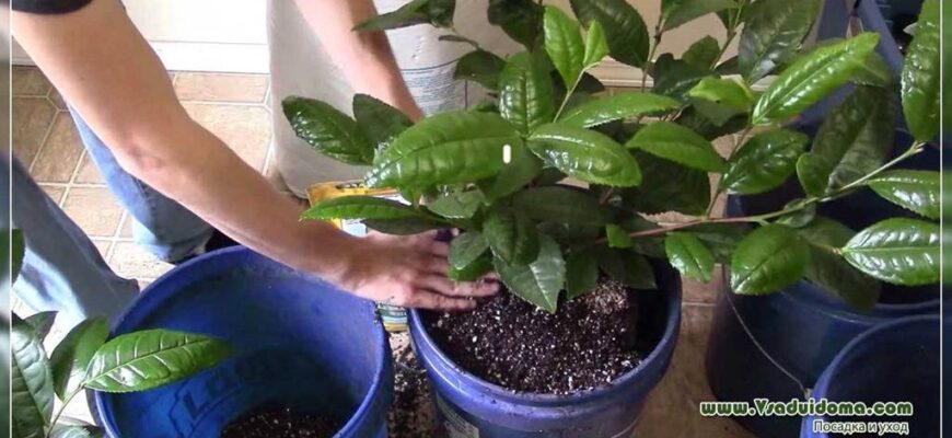 Ефективні методи сушіння чайного листя в домашніх умовах