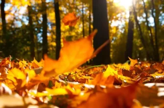 Коли починається календарна осінь: чіткі дати та їх значення