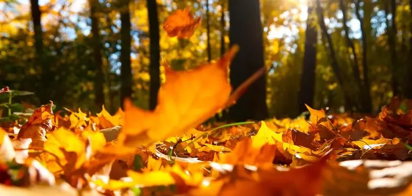 Коли починається календарна осінь: чіткі дати та їх значення