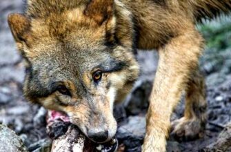 Раціон вовка: основні джерела їжі та поведінкові особливості хижака