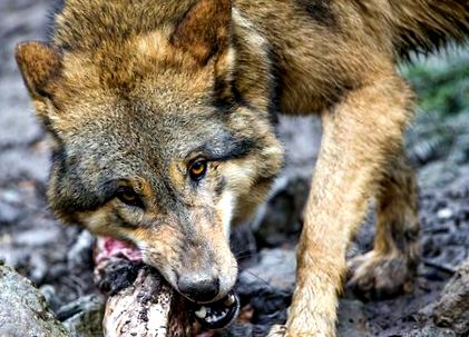 Раціон вовка: основні джерела їжі та поведінкові особливості хижака Раціон вовка: основні джерела їжі та поведінкові особливості хижака