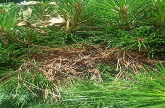 Як розпізнати іржу на хвойних: фото і опис поширених ознак