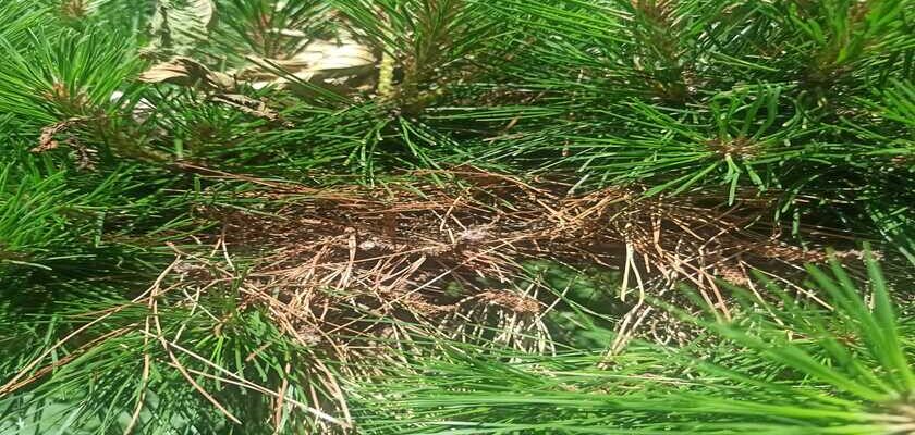 Як розпізнати іржу на хвойних: фото і опис поширених ознак