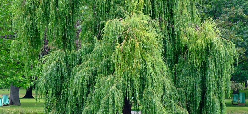 Що таке Ракита: значення, походження та використання слова