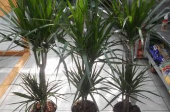 Чи безпечно висаджувати драцену на вулиці: поради та рекомендації