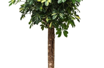 Чому шефлера не росте: причини та рішення проблеми догляду