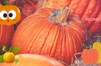 Як перевірити стиглість гарбуза: поради для ідеального вибору овочу