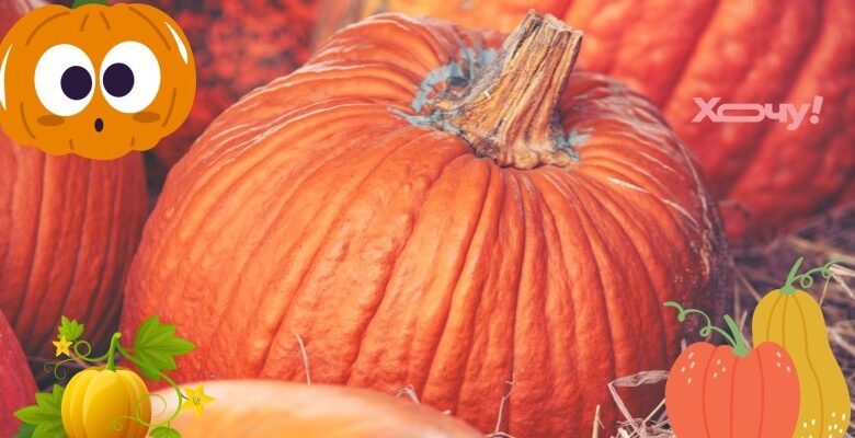 Як перевірити стиглість гарбуза: поради для ідеального вибору овочу