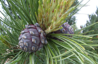 Де ростуть реліктові сосни: пошук стародавніх лісів України