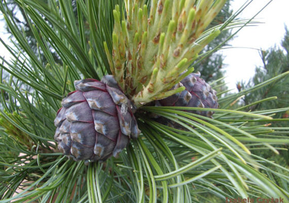 Де ростуть реліктові сосни: пошук стародавніх лісів України