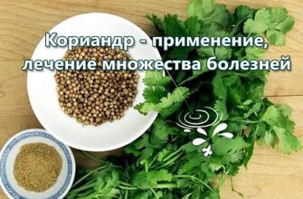 Оптимальний графік поливу коріандру: як часто та чим поливати рослину?